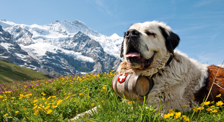 Schweiz Jungfraumassiv Bernhardiner Foto Switzerland